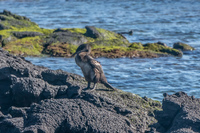 flightless_cormorant