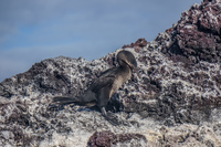 Flightless Cormorant of Elizabeth Bay Isabella, Galapagos, Ecuador, South America