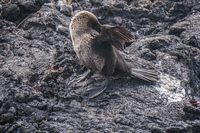 Flightless Cormorant of Punta Moreno Isabella, Galapagos, Ecuador, South America