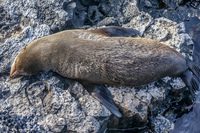 Fur Seal of James Bay Isla Santiago, Galapagos, Ecuador, South America