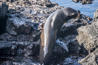 Fur Seal of James Bay Isla Santiago, Galapagos, Ecuador, South America
