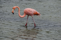 Greater Galapagos Flamingo in Lagoon Puerto Ayora, Galapagos, Ecuador, South America