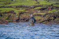 Galapagos Penguin on Puerto Espinoza Fernandina Island, Galapagos, Ecuador, South America