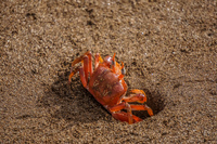 Ghost Crabs Sombrero Chino, Rabida, Galapagos, Ecuador, South America