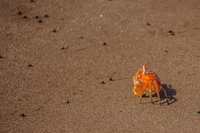 Ghost crab Ocypodinae Sombrero Chino, Rabida, Galapagos, Ecuador, South America