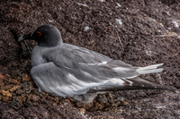 Swallo Tail Gull of Galapagos Puerto Ayora, Galapagos, Ecuador, South America