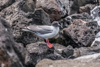 Swallo Tail Gull of Galapagos Puerto Ayora, Galapagos, Ecuador, South America