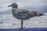 Lava Gull Hitchhiker Fernandina Island, Galapagos, Ecuador, South America