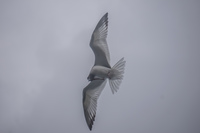 Swallow tail gull in La Loberia Cliffside Baquerizo Moreno, Galapagos, Ecuador, South America