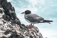 Swallow-tailed Gull Baquerizo Moreno, Galapagos, Ecuador, South America