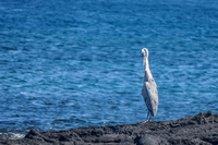 Great Blue Heron on Fernandina Fernandina Island, Galapagos, Ecuador, South America