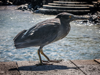 Laval Gull Galapagos, Ecuador, South America