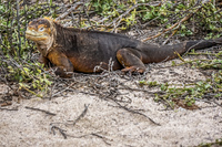 Land Iguana of North Seymour Puerto Ayora, Galapagos, Ecuador, South America
