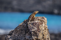 Male lava lizard sombre chino Sombrero Chino, Rabida, Galapagos, Ecuador, South America
