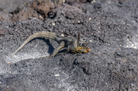 Lava Lizard eating grasshopper in Fernandina Fernandina Island, Galapagos, Ecuador, South America
