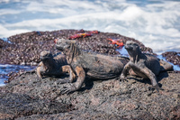 Marine Iguana sombre Chino Sombrero Chino, Rabida, Galapagos, Ecuador, South America