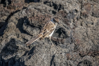 Mocking bird on James Bay Isla Santiago, Galapagos, Ecuador, South America