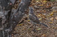 Chatham Mocking Bird in San Cristobal-Rare Baquerizo Moreno, Galapagos, Ecuador, South America
