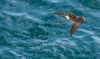 Storm Petrel Sombrero Chino, Rabida, Galapagos, Ecuador, South America