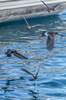 Storm Petrel Sombrero Chino, Rabida, Galapagos, Ecuador, South America