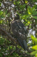 Galapagos Hawk Sombrero Chino, Rabida, Galapagos, Ecuador, South America