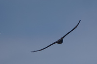 Galapagos Hawk Sombrero Chino, Rabida, Galapagos, Ecuador, South America