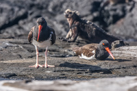 American Oyster Catcher Isla Santiago, Galapagos, Ecuador, South America