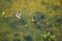 bahama sea ducks Isabella, Galapagos, Ecuador, South America