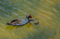 Common Gallinule Isabella, Galapagos, Ecuador, South America