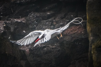 RED-BILLED TROPICBIRD-2 Baquerizo Moreno, Galapagos, Ecuador, South America