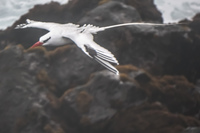 RED-BILLED TROPICBIRD Baquerizo Moreno, Galapagos, Ecuador, South America