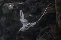 RED-BILLED TROPICBIRD-2 Baquerizo Moreno, Galapagos, Ecuador, South America