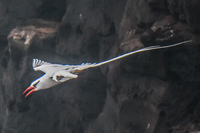 RED-BILLED TROPICBIRD-2 Baquerizo Moreno, Galapagos, Ecuador, South America