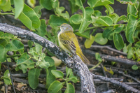Yellow Warbler of La Loberia Baquerizo Moreno, Galapagos, Ecuador, South America