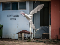 Redbilled Tropical Bird Statue Galapagos, Ecuador, South America