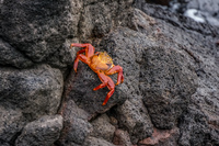 Sally Lightfoot Crab Puerto Ayora, Galapagos, Ecuador, South America