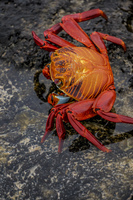Sally Lightfoot Crab Grapsus Grapsus Puerto Ayora, Galapagos, Ecuador, South America