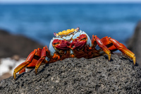 Sally lightfoot Crab - Grapsus grapsus Sombrero Chino, Rabida, Galapagos, Ecuador, South America