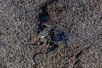 Junior blue Sally lighfoot crab Sombrero Chino, Rabida, Galapagos, Ecuador, South America