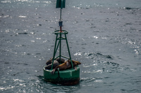 Sea lions on Buoys Puerto Ayora, Galapagos, Ecuador, South America