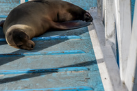 Sea Lion Puerto Velasco Ibarra, Galapagos, Ecuador, South America