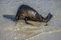 Sea Lion Chino Sombre Sombrero Chino, Rabida, Galapagos, Ecuador, South America