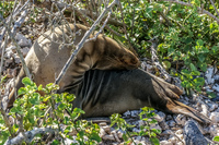 Sea Lion Chino Sombre Sombrero Chino, Rabida, Galapagos, Ecuador, South America