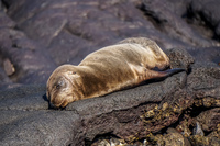 Sea Lion Chino Sombre Sombrero Chino, Rabida, Galapagos, Ecuador, South America