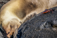 Sea Lion Chino Sombre Sombrero Chino, Rabida, Galapagos, Ecuador, South America