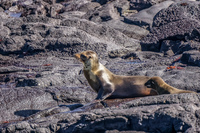 Sea Lion Chino Sombre Sombrero Chino, Rabida, Galapagos, Ecuador, South America