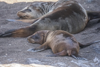 Sea Lions Isla Santiago, Galapagos, Ecuador, South America