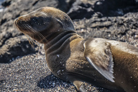 Baby Seal 2 hours old Fernandina Island, Galapagos, Ecuador, South America