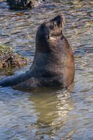 Sea lion  on Fernandina Fernandina Island, Galapagos, Ecuador, South America