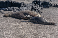 Sea lion  on Fernandina Fernandina Island, Galapagos, Ecuador, South America